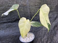 monstera cuttings for sale  Alhambra