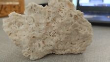 Pietra fossile conchiglie usato  Milano