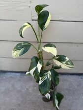 Variegated monstera lechlerian for sale  San Jose