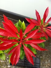 Pieris forest flame for sale  STOKE-ON-TRENT