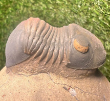 Trilobite fossil paralejurus d'occasion  Expédié en Belgium