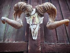 Decorated ram skull for sale  RAYLEIGH