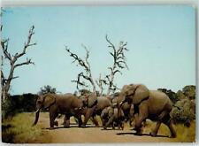 10191561 - Pretoria Elephant Herd for sale  Shipping to South Africa