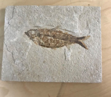 Large fossil fish for sale  Vashon