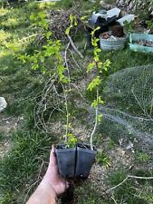 chinese elm for sale  Oxford