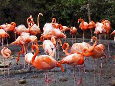 Animal bird flamingo for sale  EDINBURGH