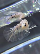 Marble dot halfmoon for sale  Huntington