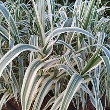 Canna variegata arundo usato  Villasalto