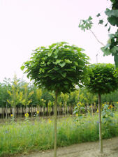 Kugel trompetenbaum catalpa gebraucht kaufen  Westerstede