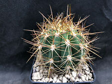 Atacamensis cactus piante usato  Massafra