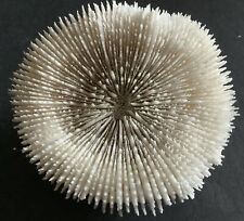 Vintage coral specimen for sale  GLASGOW