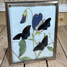 Vintage real butterfly for sale  Hagerstown