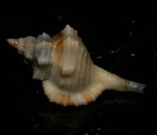 Conchas do mar Cymatium comptum DWARF TRITON 31mm F+++/GEM excelente espécime marinho comprar usado  Enviando para Brazil