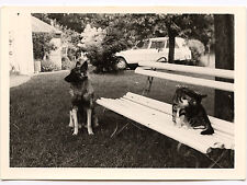 Occasion, Jardin chien chat sur le banc Citroën Ami 6 8 ? - photo ancienne an. 1960 d'occasion  Colmar