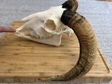 Ram skull horns for sale  LEEDS