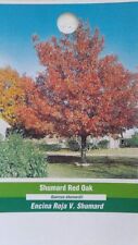 Shumard red oak for sale  Ben Wheeler