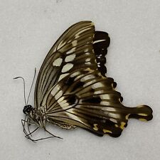 Butterfly papilio constantinus for sale  READING