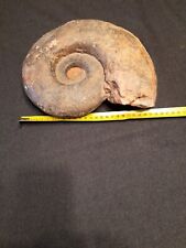 fossile ammonite usato  Pray