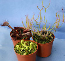 Carnivorous plants collection for sale  AMMANFORD