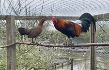Red jungle chicken for sale  UK