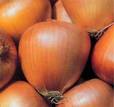 Tuscan egg onion for sale  DORCHESTER