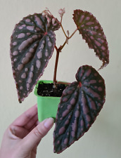 Begonia chlorosticta negrosens for sale  Shipping to Ireland