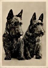 10143109 scottish terrier gebraucht kaufen  Deutschland