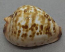 Used, SEA SHELL ZOILA ELUDENS STRICKLANDI 37.6 mm. NICE, CUTE, COLORFUL GEM SHELL for sale  Shipping to South Africa