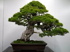 Japanese black pine for sale  EXETER