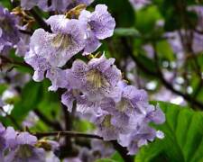 Happy hours paulownia for sale  Shipping to Ireland