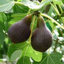 Fig tree brown for sale  BISHOP'S STORTFORD