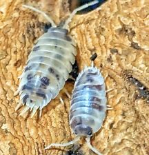 Dairy cow isopods for sale  Phoenix