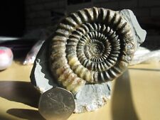 fossils for sale  CARDIFF