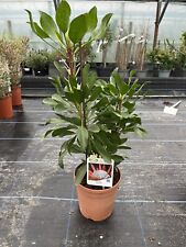 Protea cynaroides madiba for sale  HELSTON