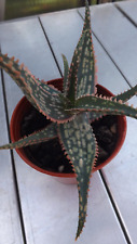 Aloe peppermint 1.5 for sale  PETERHEAD