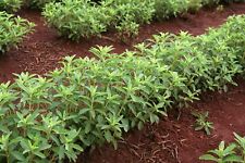 Usado, 250 semillas de plantas de hierbas de hoja dulce de stevia para plantar stevia natural segunda mano  Embacar hacia Mexico