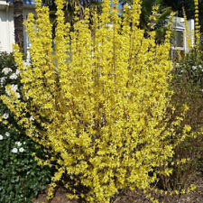 Forsythia intermedia spring d'occasion  Pouzauges