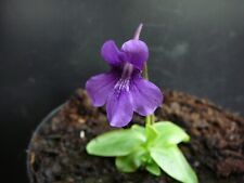 Large pinguicula grandiflora for sale  Shipping to Ireland