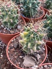 Rare Succulent Living Plan Thelocactus davisii Rare Succulent Living Plant 4-5CM for sale  Shipping to South Africa