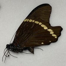 Butterfly papilio bromius for sale  READING