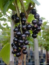 Tiben black currant for sale  Weyauwega