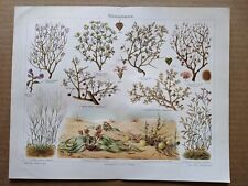 1908 Desert plants karira welwitschia fire bush antique Chromolithograph for sale  Shipping to South Africa