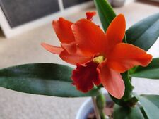 Cattleya rth varut for sale  ROYSTON