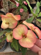 Euphorbia milii thai for sale  Sacramento