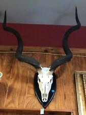Kudu skull horn for sale  Fort Lauderdale