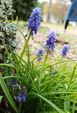 Purple grape hyacinth for sale  Lilburn