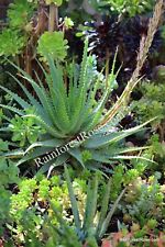 Aloe spider mature for sale  New York