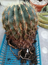 Schaupflanze kaktus ferocactus gebraucht kaufen  Kassel