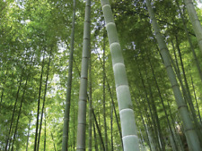 Usado, BAMBU MOSO GIGANTE Phyllostachys pubescens 500 Semillas - seeds comprar usado  Enviando para Brazil