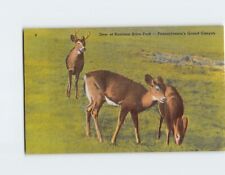 Postcard deer harrison for sale  Shipping to Ireland